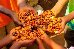 Cocoa beans 