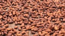 Cocoa beans